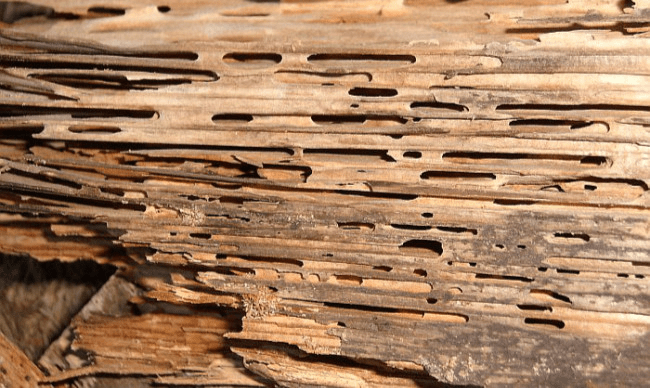 Get Protection Against Carpenter Ants, Termites, Wood Boring Beetles, and Wood Rot Fungi.