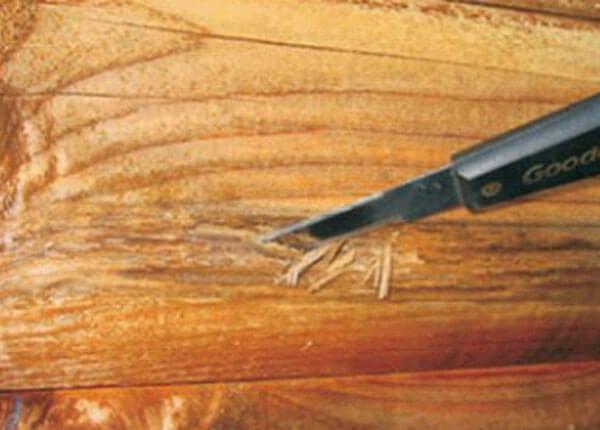 All About Wood Decay and How to Prevent It